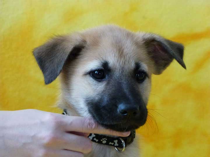 chinook puppy